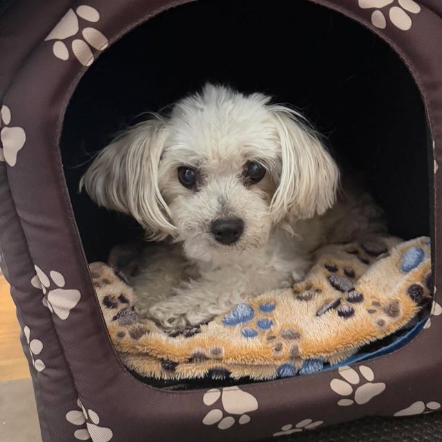 Dürfen wir vorstellen?

Luna – unsere Bürohündin. ❤️🐾

Heute ist...